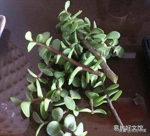金枝玉叶木质化的老枝可以扦插吗?