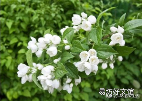 茉莉花修剪后迟迟不发新芽是什么情况?