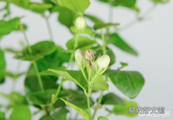 茉莉花修剪后迟迟不发新芽是什么情况?