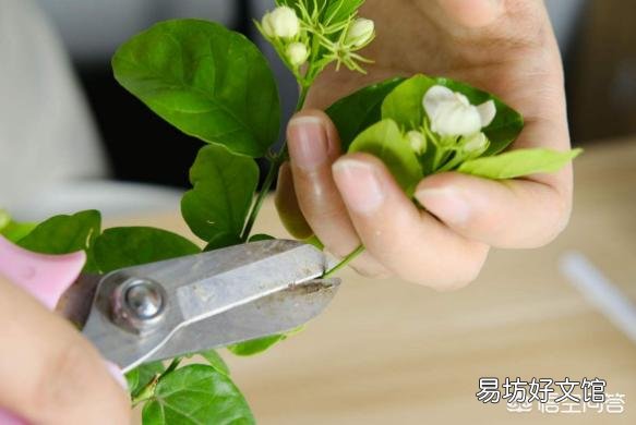茉莉花修剪后迟迟不发新芽是什么情况?