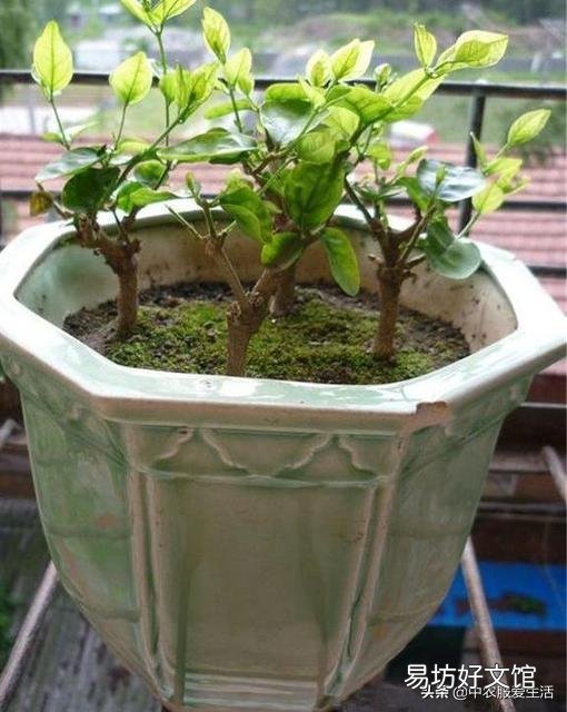 茉莉花修剪后迟迟不发新芽是什么情况?