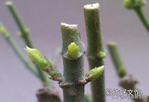 茉莉花修剪后迟迟不发新芽是什么情况?