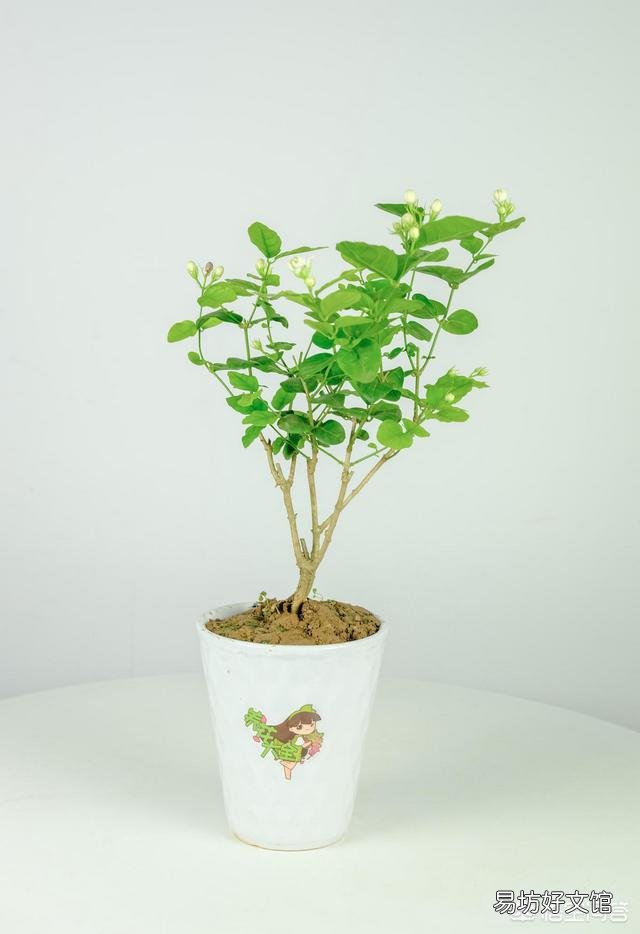 茉莉花修剪后迟迟不发新芽是什么情况?