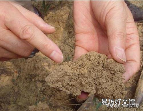 茉莉花修剪后迟迟不发新芽是什么情况?