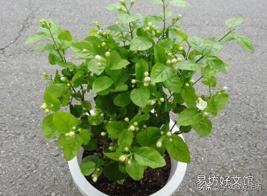 茉莉花修剪后迟迟不发新芽是什么情况?