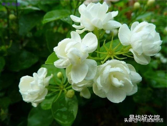 茉莉花修剪后迟迟不发新芽是什么情况?