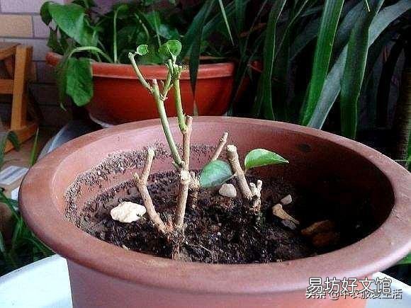 茉莉花修剪后迟迟不发新芽是什么情况?