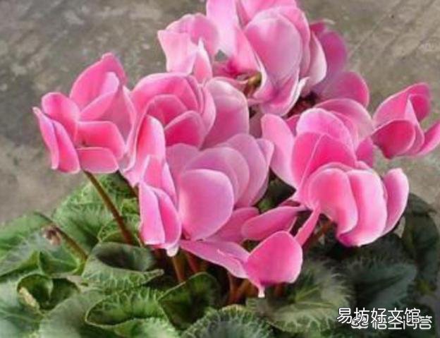 仙客来种球,应该怎么保存?才会开花?