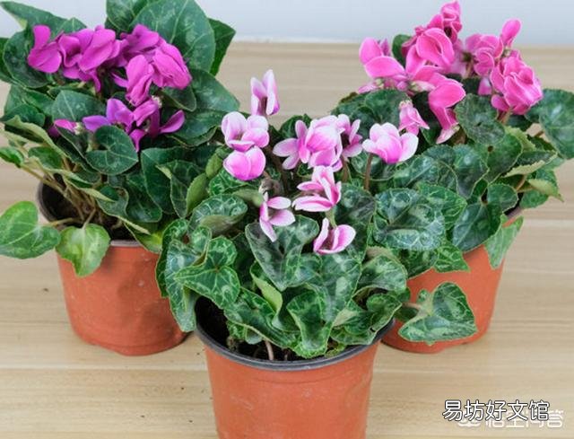 仙客来种球,应该怎么保存?才会开花?