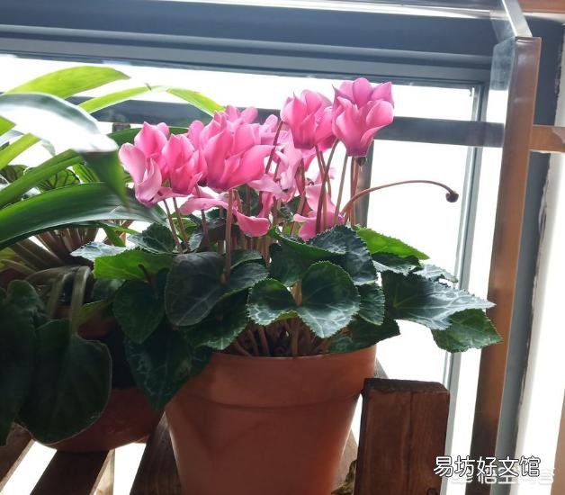 仙客来种球,应该怎么保存?才会开花?