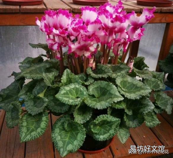 仙客来种球,应该怎么保存?才会开花?