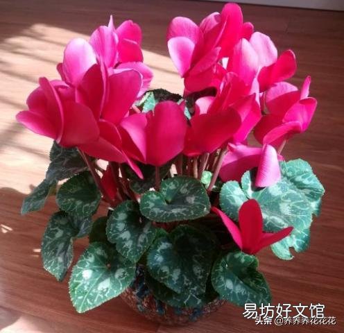 仙客来种球,应该怎么保存?才会开花?