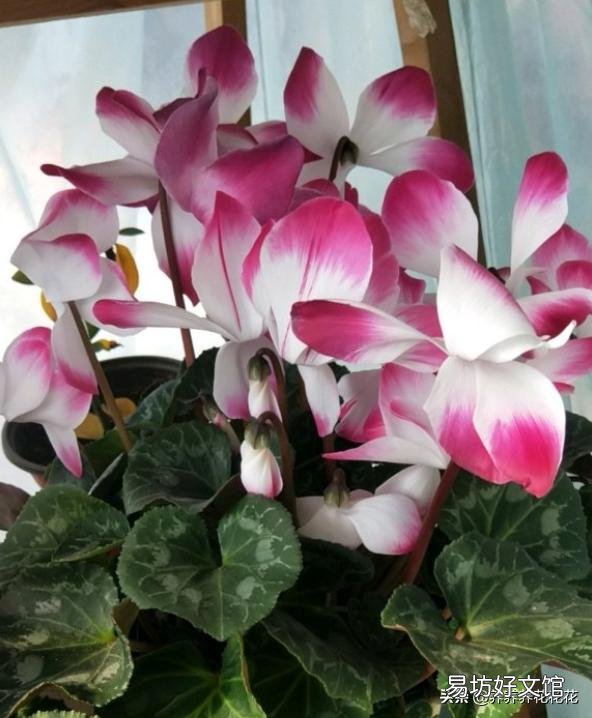 仙客来种球,应该怎么保存?才会开花?
