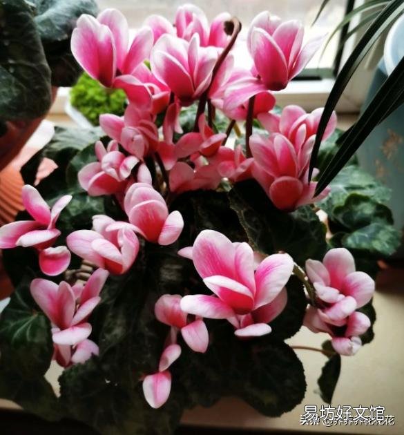 仙客来种球,应该怎么保存?才会开花?