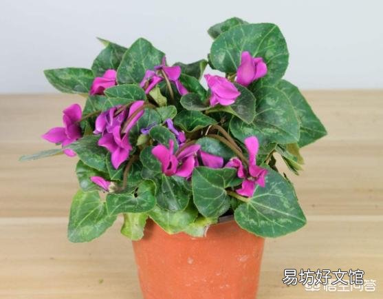 仙客来种球,应该怎么保存?才会开花?