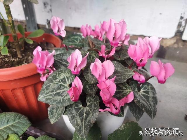 仙客来种球,应该怎么保存?才会开花?