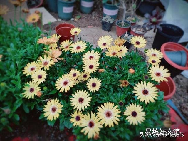 白糖水养花需要沤制腐熟吗?为什么?