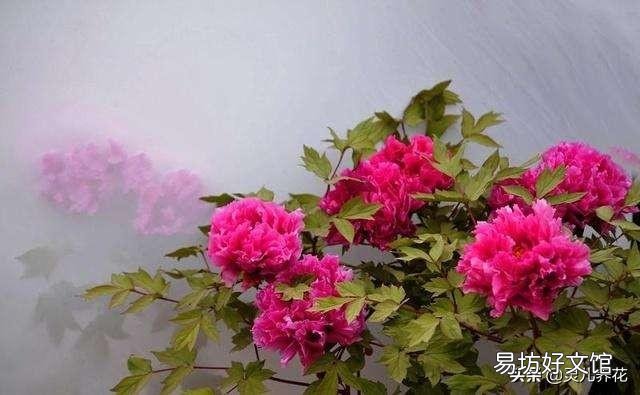 白糖水养花需要沤制腐熟吗?为什么?