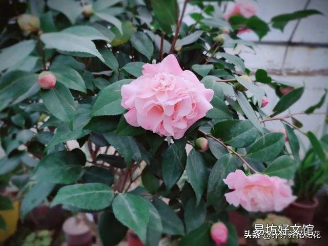 白糖水养花需要沤制腐熟吗?为什么?