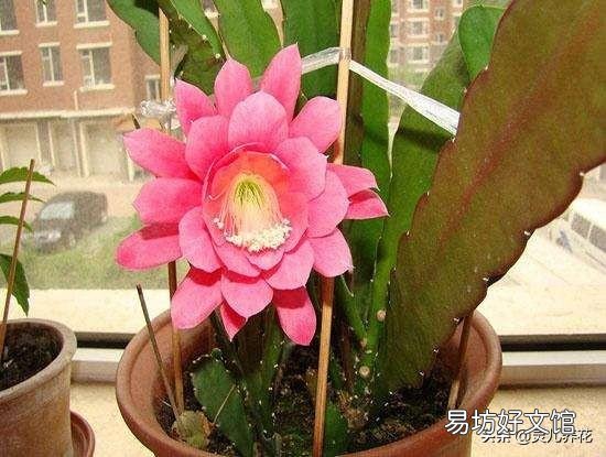 白糖水养花需要沤制腐熟吗?为什么?