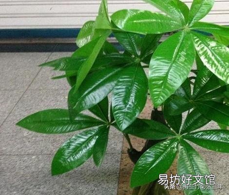 白糖水养花需要沤制腐熟吗?为什么?