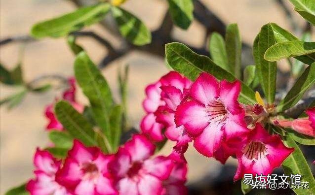 白糖水养花需要沤制腐熟吗?为什么?