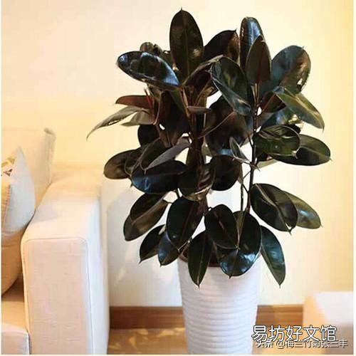 白糖水养花需要沤制腐熟吗?为什么?