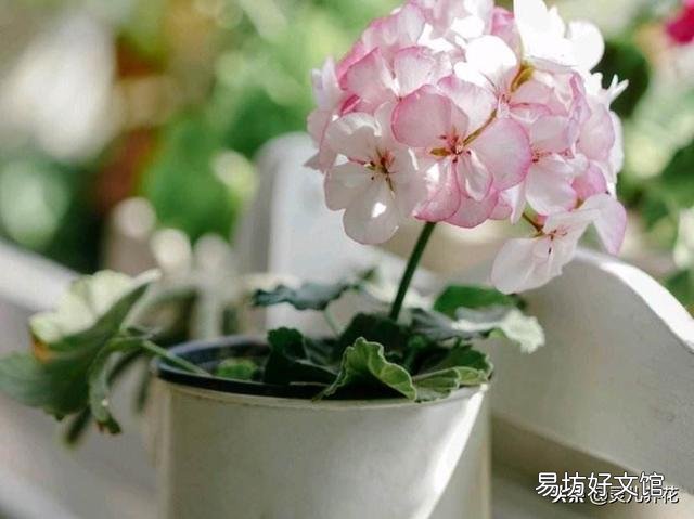 白糖水养花需要沤制腐熟吗?为什么?