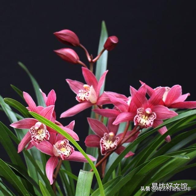 白糖水养花需要沤制腐熟吗?为什么?