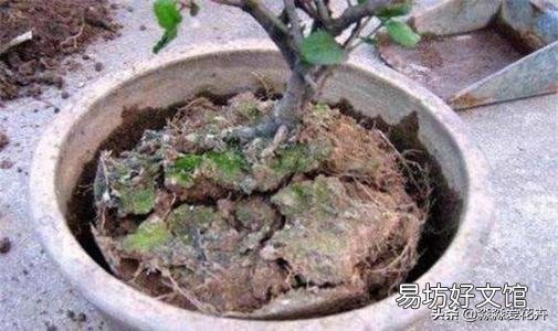 天堂鸟为什么在北方养护几乎开不了花?