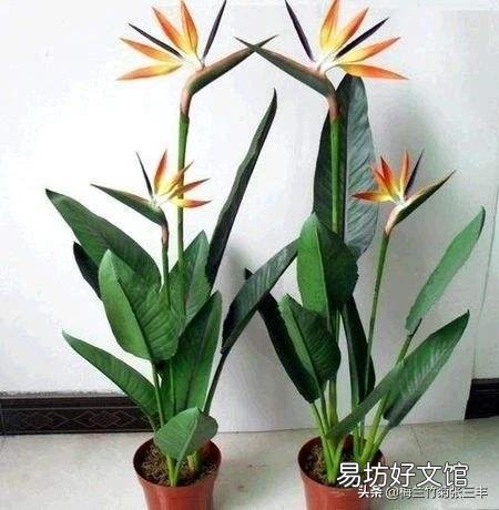 天堂鸟为什么在北方养护几乎开不了花?