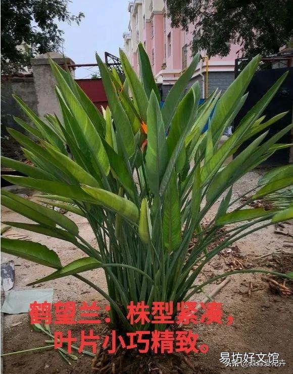 天堂鸟为什么在北方养护几乎开不了花?