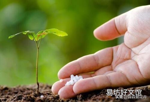 天堂鸟为什么在北方养护几乎开不了花?