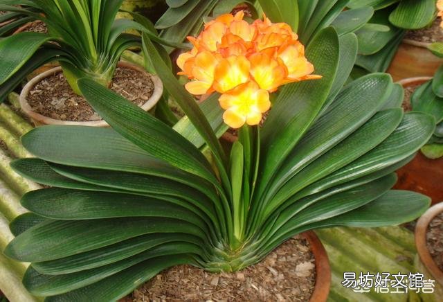 缓释复合肥能溶解后给花浇灌根吗?