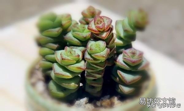 多肉上盆没修根能成活吗,大概多久能服盆浇水?