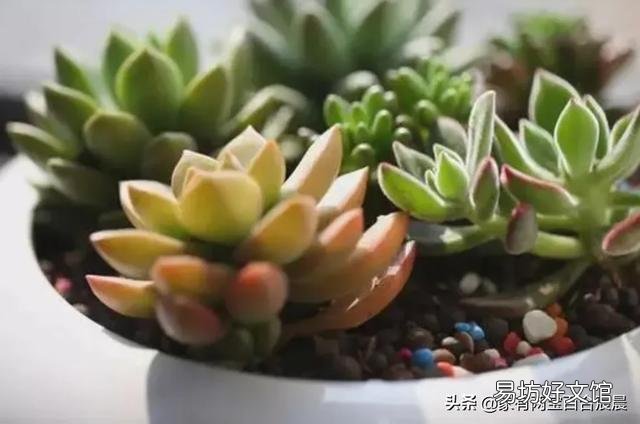 多肉上盆没修根能成活吗,大概多久能服盆浇水?