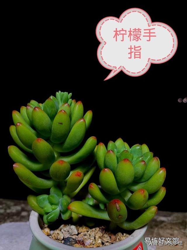 多肉上盆没修根能成活吗,大概多久能服盆浇水?