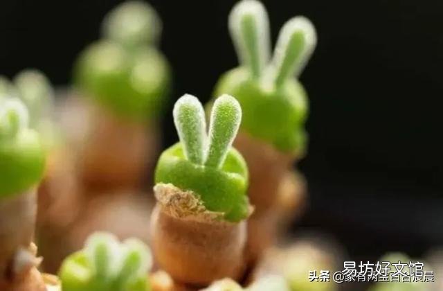 多肉上盆没修根能成活吗,大概多久能服盆浇水?