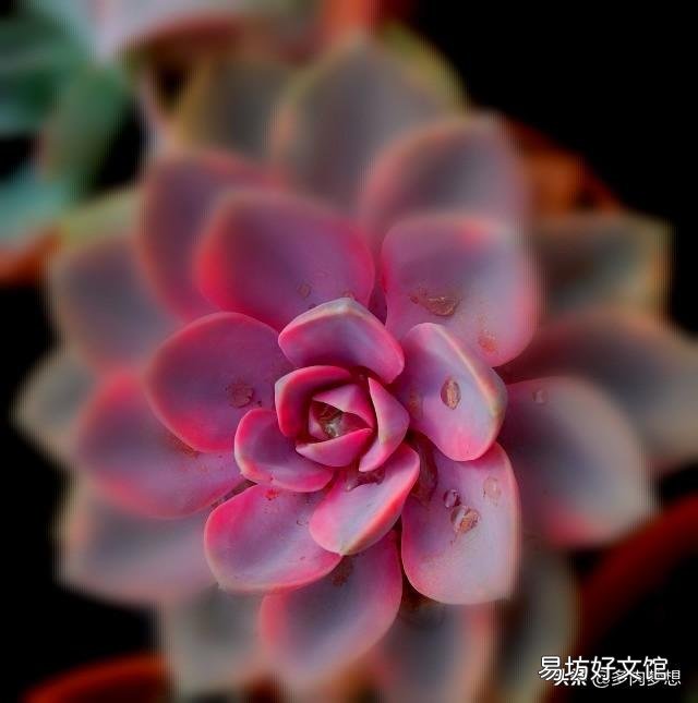 多肉上盆没修根能成活吗,大概多久能服盆浇水?
