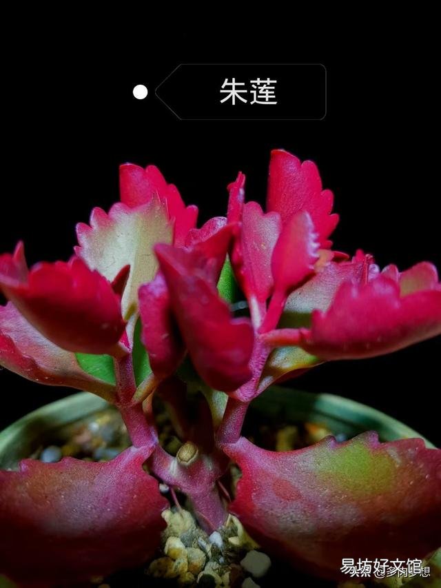 多肉上盆没修根能成活吗,大概多久能服盆浇水?