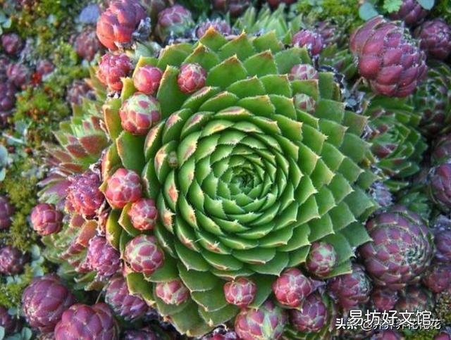 夜晚零度以上能露养多肉植物吗，注意什么？