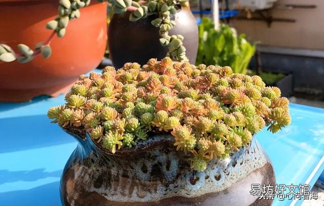 夜晚零度以上能露养多肉植物吗，注意什么？