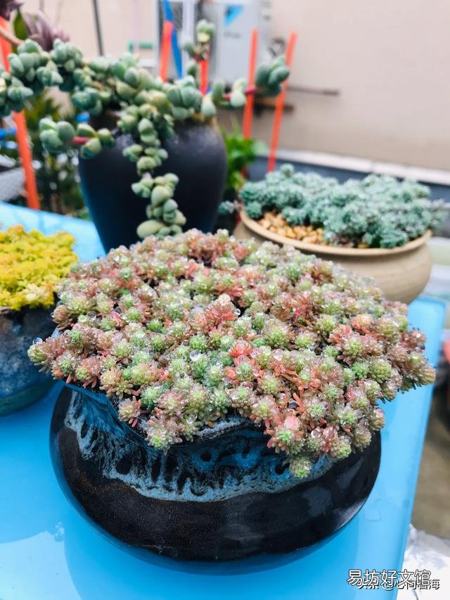 夜晚零度以上能露养多肉植物吗，注意什么？