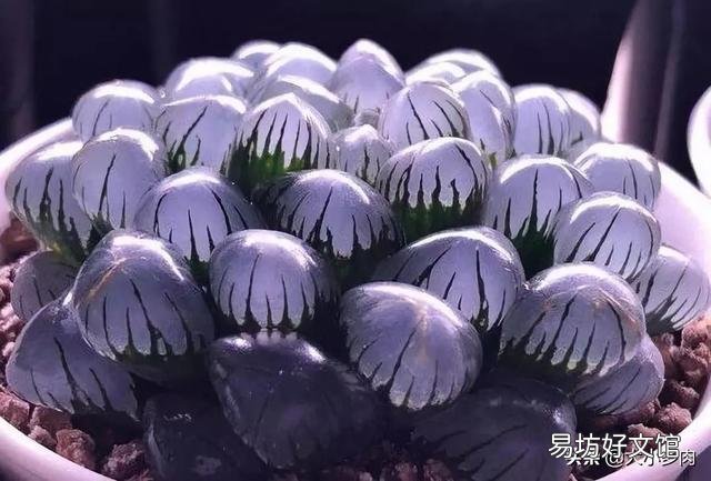 夜晚零度以上能露养多肉植物吗，注意什么？