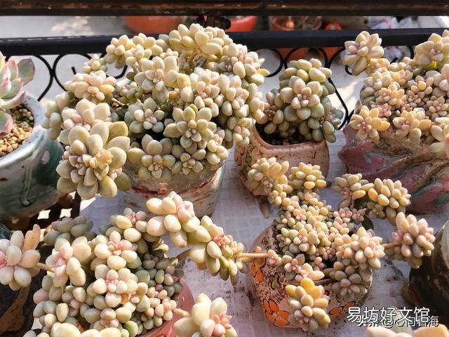夜晚零度以上能露养多肉植物吗，注意什么？