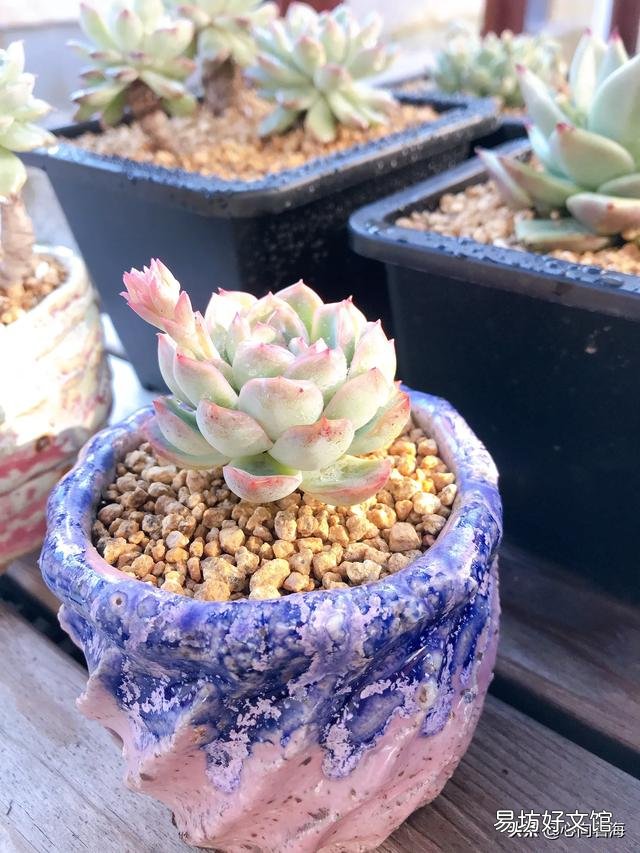 夜晚零度以上能露养多肉植物吗，注意什么？