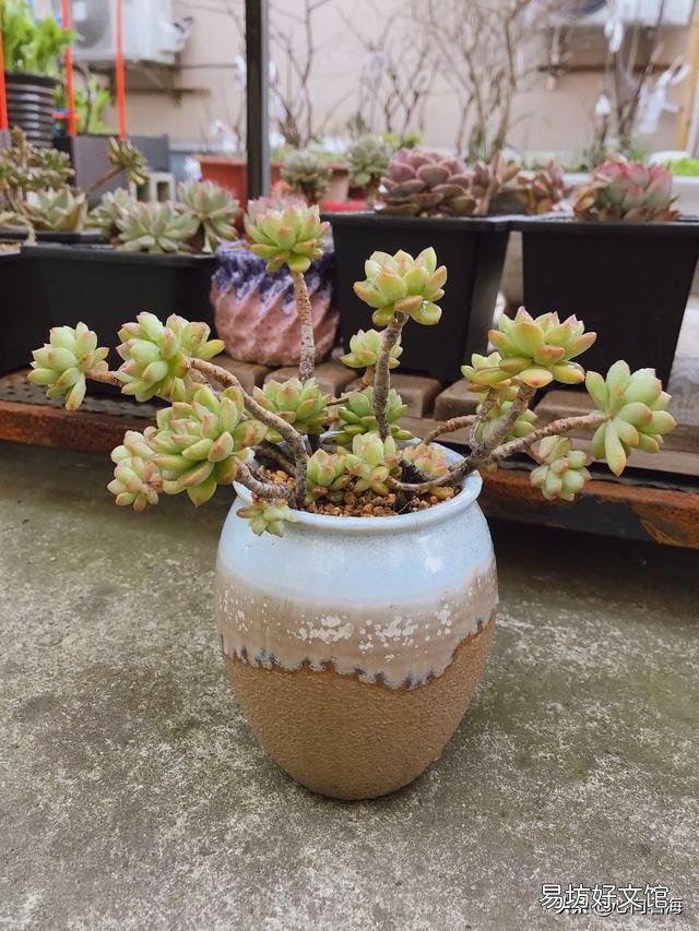 夜晚零度以上能露养多肉植物吗，注意什么？
