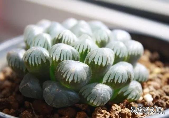 夜晚零度以上能露养多肉植物吗，注意什么？