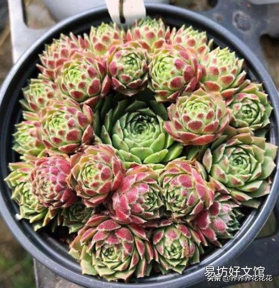 夜晚零度以上能露养多肉植物吗，注意什么？