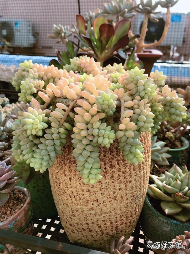 夜晚零度以上能露养多肉植物吗，注意什么？